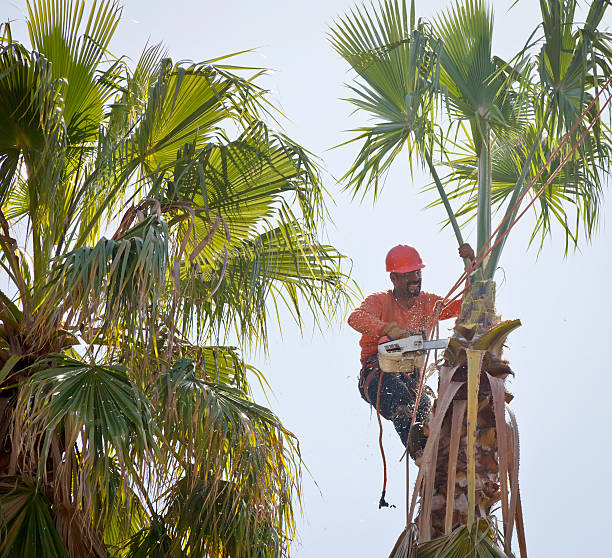 Best Tree Clearing Services  in USA